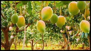 Modern Mango Farm Harvest Technology And Processing | Next Level Mango Juice Factory