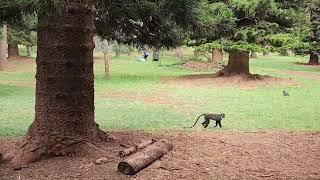 Cute Monkeys at Nairobi's Arboretum