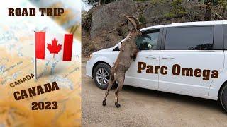 CANADA - Le Parc Omega #fredetseverine