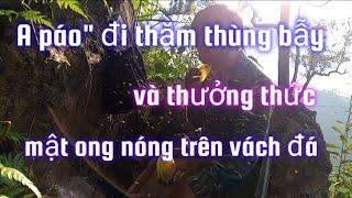 A páo" đi thăm thùng bẫy ong mật và thưởng thức mật ong nóng trên vách núi đá.