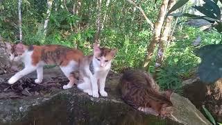 A day with My cats  #cats #nature #catlovers@furry-cornerz