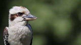 Male Laughing Kookaburra Extreme Closeup Footage