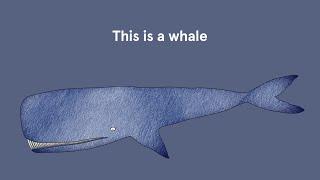 ‘This is a whale’