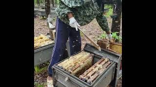 Collecting honey for the second time #beefeater #beekeeping