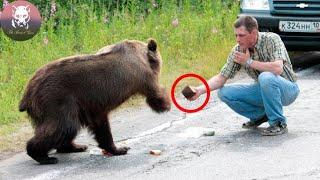 Driver Found A Bear Followed His Car For 10 km!Then He Realized A Shock Reason