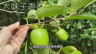 农村常见的柿子叶价值这么大，这3大用途厉害了，估计你也用得上