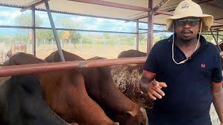 How to feed 1200 cattle /yr in a dry area...cattle feedlot.