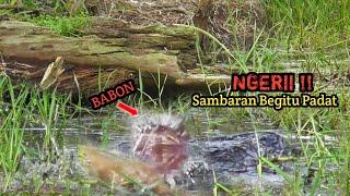 GILAA !! CASTING IKAN GABUS BESAR SAMBARAN BEGITU PADAT DARI DALAM RUMPUT #AS-193