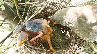 Cuckoo Baby Started Throwing the other Baby  out of the Nest Mother caught it.@birdsandbaby8259
