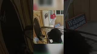 собаки- человекопугаки #funny #рек #собаки