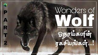 Wonders of wolf | Part-2 | ஓநாய்களின் ரகசியங்கள் | Tamil | Bioworld | Life of wolves | Wolf facts