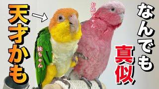 芸達者な姉鳥を毎日観察して育った妹インコがこうなりました‥！【シロハラインコ】