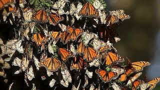 Monarch Butterflies