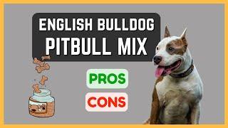 English Bulldog Pitbull Mix: Affectionate and Loyal! Pros & Cons!