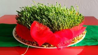 طرز تهیه سبزه نوروزی به روش آشپزخانه کابل .How to make green s