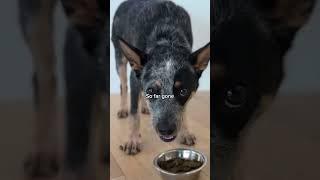 Sundays Dog Food Gets These Rescue Dogs Back To Full Strength #rockykanaka
