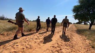 Kalahari Lion Hunt