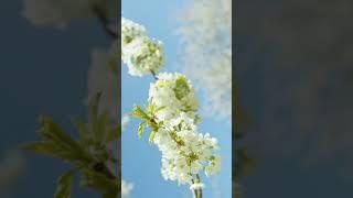 Cherry Blossom | NCV NoCopyRightVideos | Free Background Video