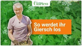 Giersch bekämpfen: Effektive Methoden