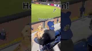 My dog goes to her first baseball game, she had an absolute blast  #baseball #dogs #golden