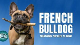 French Bulldog Breed Guide | Dogs 101