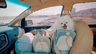 a Cat that went on a Roadtrip with a Dog (1) | Cinematic pet vlog