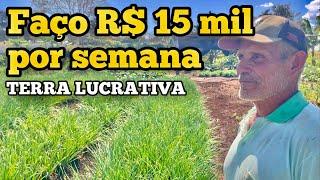 A TERRA LUCRATIVA DE SÔ NENEM | FAÇO ATÉ 15 mil POR SEMENA  NESSA TERRINHA