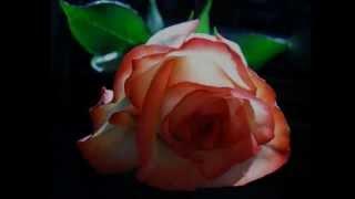 Million Scarlet Roses - Guitar: Francis Goya