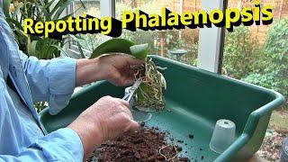 Repotting Phalaenopsis Orchids