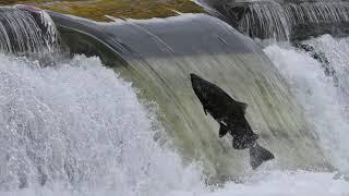 Salmon Jumping Swimming Upstream Stock Footage 1