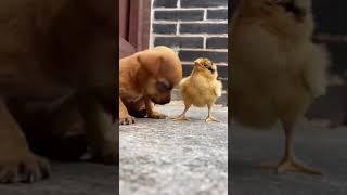 This Video Will Melt Your Heart ️ 