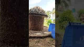 Прогуливаемся,как Гуру с двумя учениками