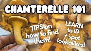 The Secrets to Hunting Wild Chanterelles, Where to find them and How to Identify | UK Foraging