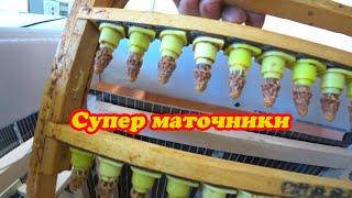 ПЧЁЛЫ РАБОТАЮТ, МАТКИ ВЫХОДЯТ, ИНКУБАТОР В ДЕЛЕ, ВЕСЫ ВЕДУТ КОНТРОЛЬ