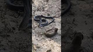 Mongoose back legs injured after various Attacks by Black Cobra Snake