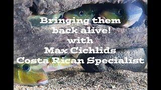 Aquatic Masters Series Episode 6: Max Cichlids a Costa Rican Cichlids specialist