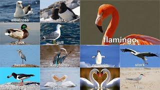 Examples of Aquatic Birds and Shorebirds in English