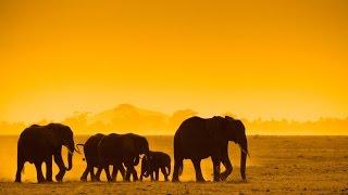 Kenya Safari Holidays | Safari Holidays | Kuoni