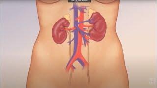 Watch How Kidneys Actually Work