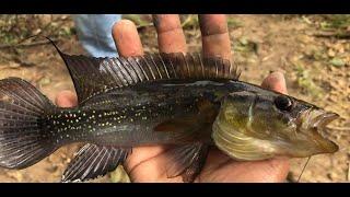 Swamp fishing with friends - Saramacca ( Suriname)