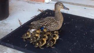 Students Lead Mom and 11 Ducklings To Pond After Hatching In School Courtyard