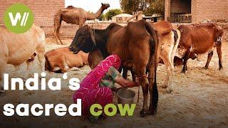 Zebu, India's sacred cow, is indispensable to the meat industry | The domestication of epic horns