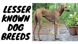 Top 10 Lesser Known Dog Breeds