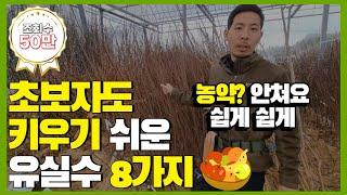 초보자도 키우기 쉬운 과일나무  8가지! / 농약 안쳐도 되는 과일나무