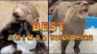 Best Animal Voiceovers - OTTER ICE DAY!