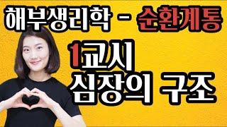 [해부생리학] 순환계통 / 심장의 구조