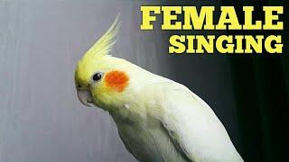 Female Cockatiel SINGING To Complain  Female Cockatiel Noises