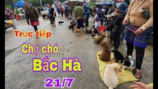 Trực tiếp chợ chó bắc hà ngày 21/7 trời mưa mát mẻ chó rẻ như cho#BacHaTV/ Chợ chó bắc hà