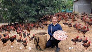 Nearly a million chickens lay eggs. Harvest chicken eggs to sell at the market