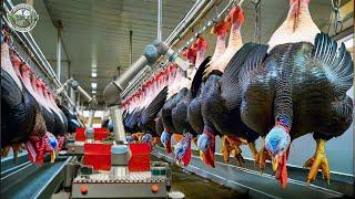 6.2 Billion Pounds of Turkey Are Harvested By American Farmers This Way | Agriculture Technology